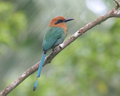 Broad-billed Motmot