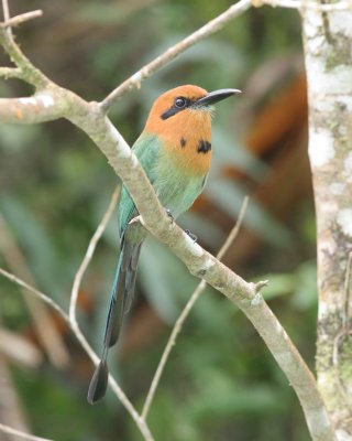 Panama (Canopy Lodge in El Valle) Gallery