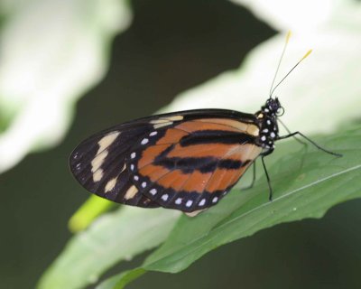 Unknown Butterfly, El Valle, Panama