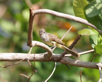 Panama Flycatcher