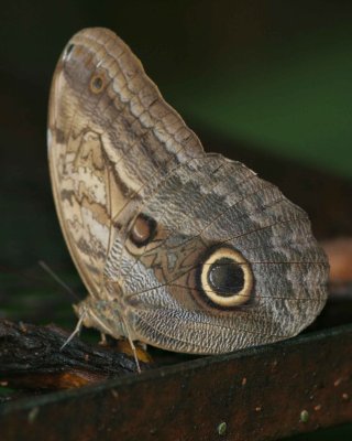 Owl Butterfly, El Valle, Panama