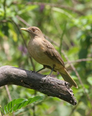 Panama (Canopy Lodge in El Valle) Gallery