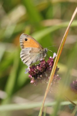 Small Heath Butterfly, Camargue, France