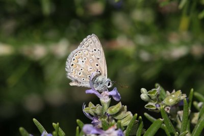 Chapman's Blue Butterfly, Camargue, France