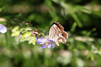 Geranium Bronze Butterfly, Carmargue, France