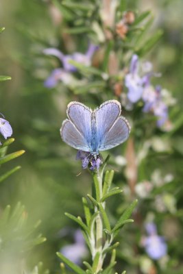 Chapman's Blue Butterfly, Camargue,  France