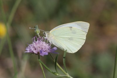 Large White Butterfly, Camargue,  France