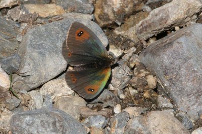 Common Brassy Ringlet Butterfly, Pyrenees