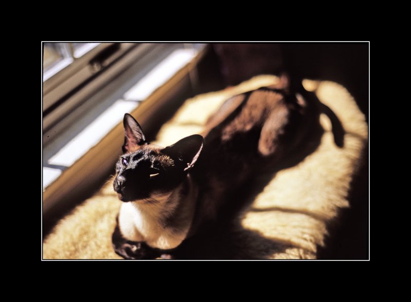 Max