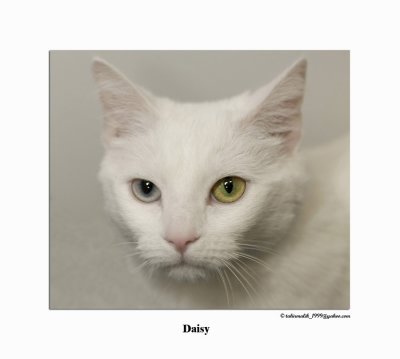 Daisy