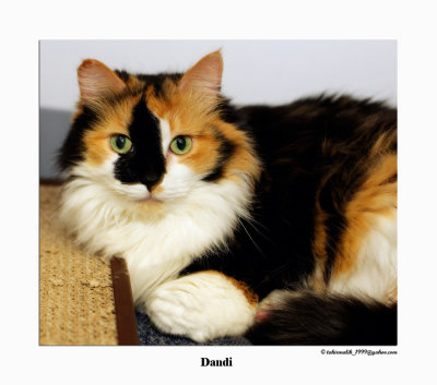 Dandi