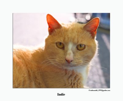 Indie