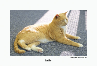 Indie 2