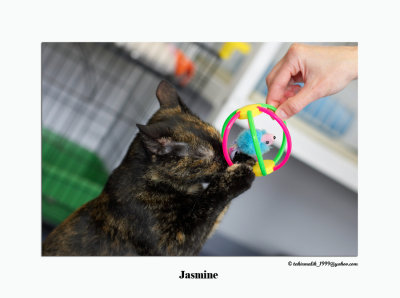 Jasmine 2