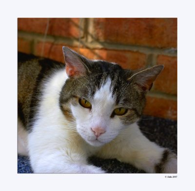 awlmc_shelter_cats_2007