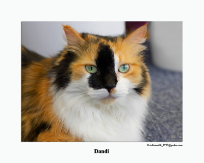 Dandi