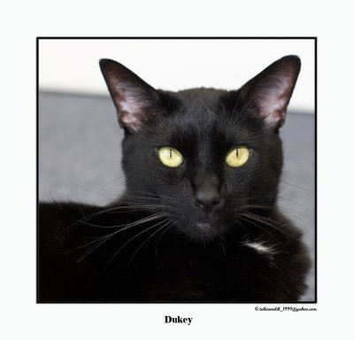 Dukey