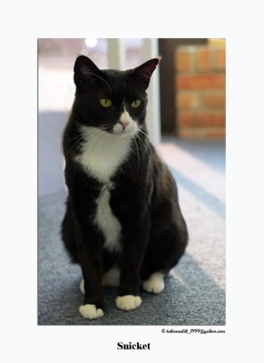 awlmc_shelter_cats_2007_2