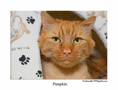 Pumpkin