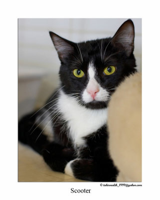 awlmc_shelter_cats_2007_3