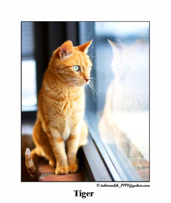 awlmc_shelter_cats_2007_4
