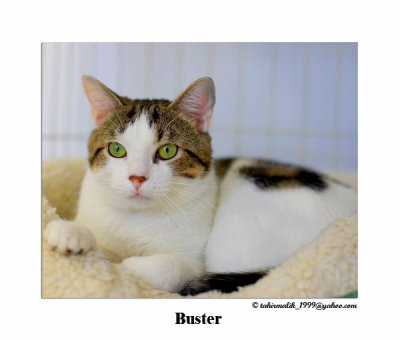 awlmc_shelter_cats_2007_4