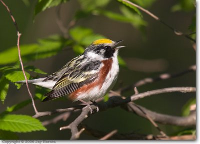 Chestnut-sided Warbler