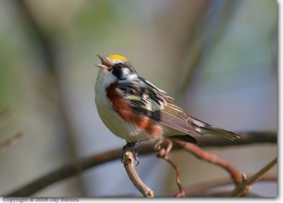 Chestnut-sided Warbler