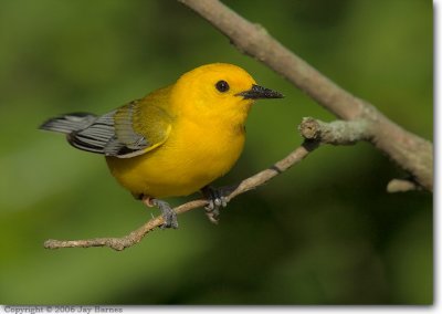 Prothonotary Warbler