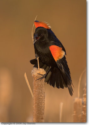 Blackbirds / Finches