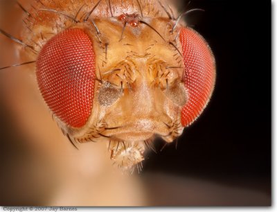 Drosophila melanogaster