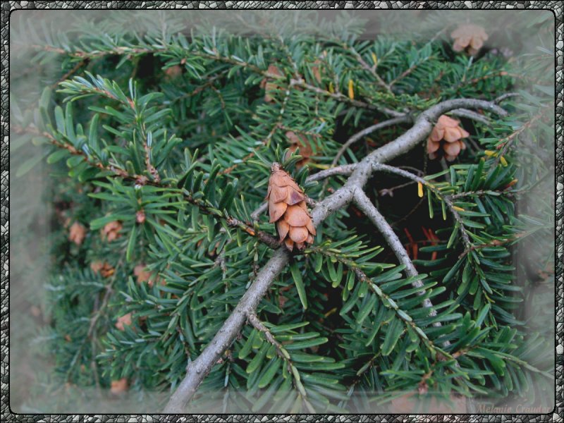 Small pines.jpg(165)