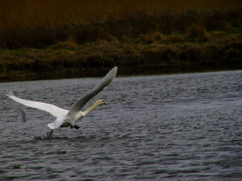 Swan as it takes flight.jpg(212)
