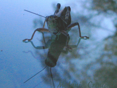 grasshopper up close  personal.jpg(176)