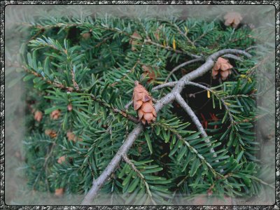 Small pines.jpg(165)