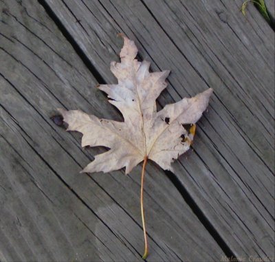 Final life span of a maple leaf.jpg(133)