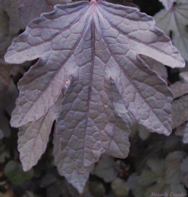 veiny leaf.jpg(131)