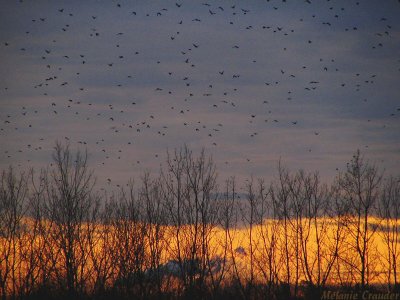 Sunset with migrating swollows.jpg(123)