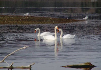 Swans.jpg(167)
