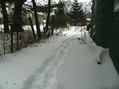 Pre shoveled trail.jpg