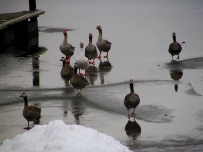 A gaggle of geese.jpg(107)