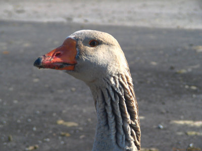 Take a gander this handsome Gander.jpg(400)