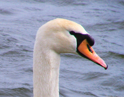 Swan head.jpg(731)