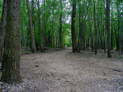 Lane leading into the wood.jpg(115)