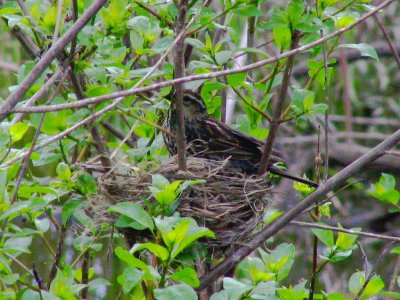 Nesting.jpg