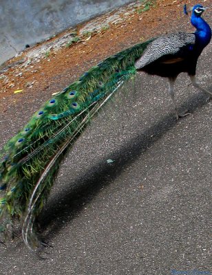 a cockeyed Peacock.jpg(189)