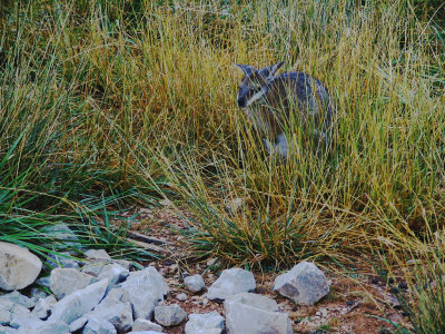 A wallaby. I am not sure.jpg(178)