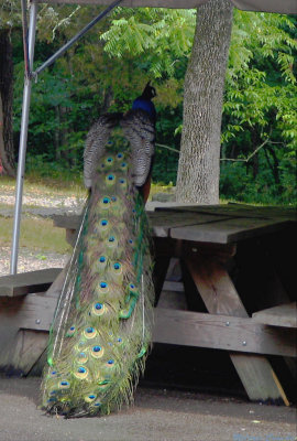 Stubborn Peacock.jpg(194)