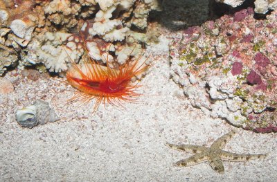 Flame Scallop and Sand Sifting Sea Star