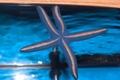 Blue starfish - Linckia laevigata